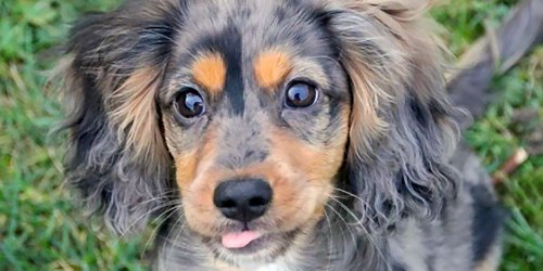 17 of the Cutest Mixed Dog Breeds to Ever Exist