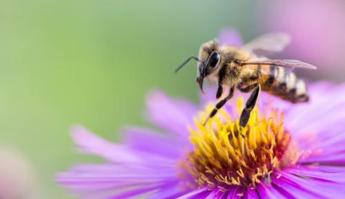 7 PLANTS THAT ATTRACT BEES TO YOUR GARDEN