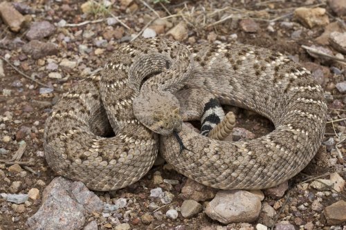 Watch this thirsty rattlesnake soak up water given by a brave hiker