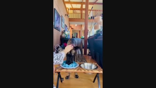 Great Dane Learns to Wipe Mouth After Drinking