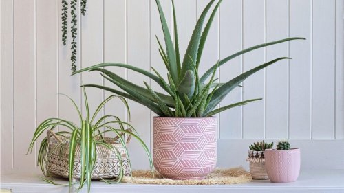 How to get the most out of your aloe vera plant 