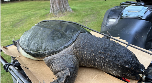 You have to see this monstrously large snapping turtle found in Wisconsin