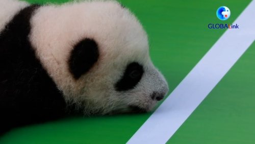 ‘Panda-monium’: Fifteen adorable giant panda cubs introduced to the public in China