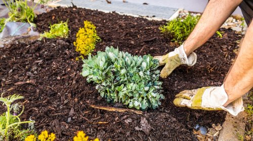 Mulch Mistakes You Need To Avoid In Your Garden