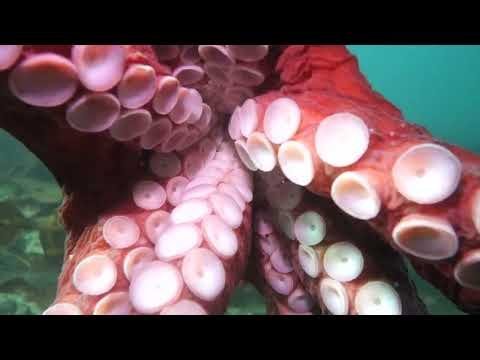 A face full of suckers: Watch a giant Pacific octopus “hug” a diver