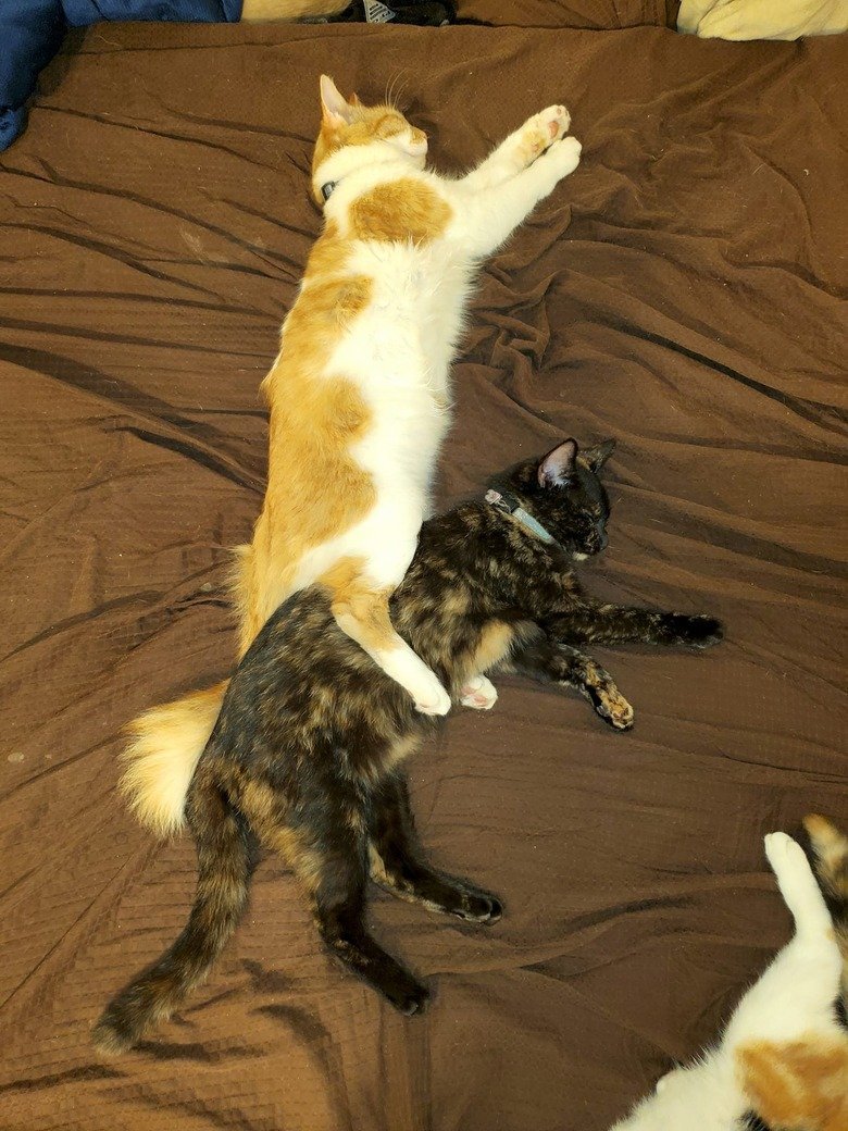 These Cat Photos Are Cuteness Overload