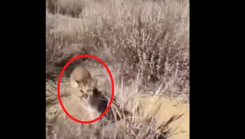 Watch this California jogger fend off a mountain lion in scary viral video