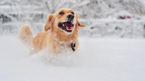 Best Ways to Make Winter Weather Fun With Your Dog