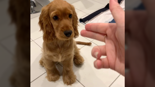'Dramatic Dog's Epic Reaction on Being Shot by Finger Gun '