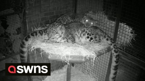 Meet the adorable snow leopard couple who snuggle together EVERY NIGHT