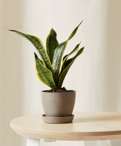 The Top 10 Best Houseplants for Beginners to Grow