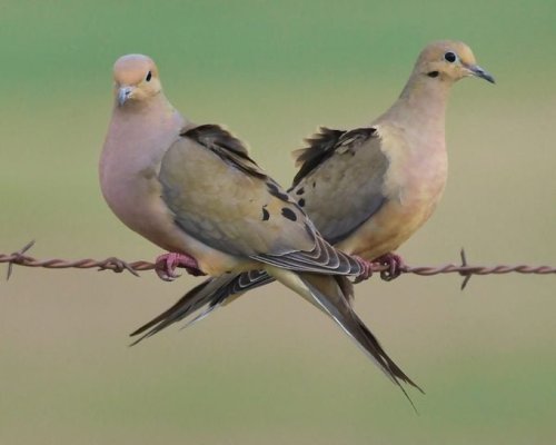 13 Fascinating Mourning Dove Facts