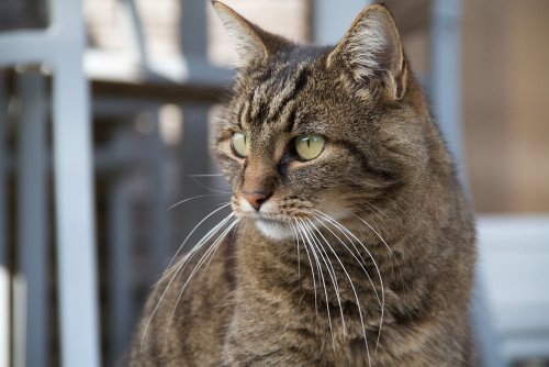Chinese Authorities Rescue Hundreds of Cats Bound for Restaurants