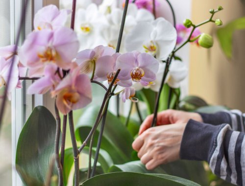 5 STUNNING ORCHID VARIETIES FOR YOUR HOME