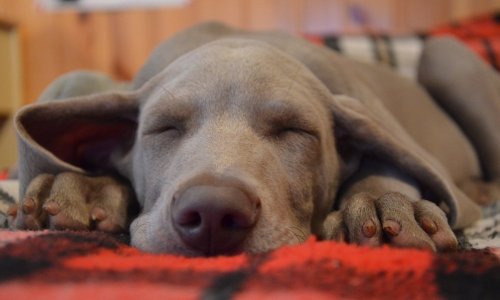 Why Does My Dog Snore?