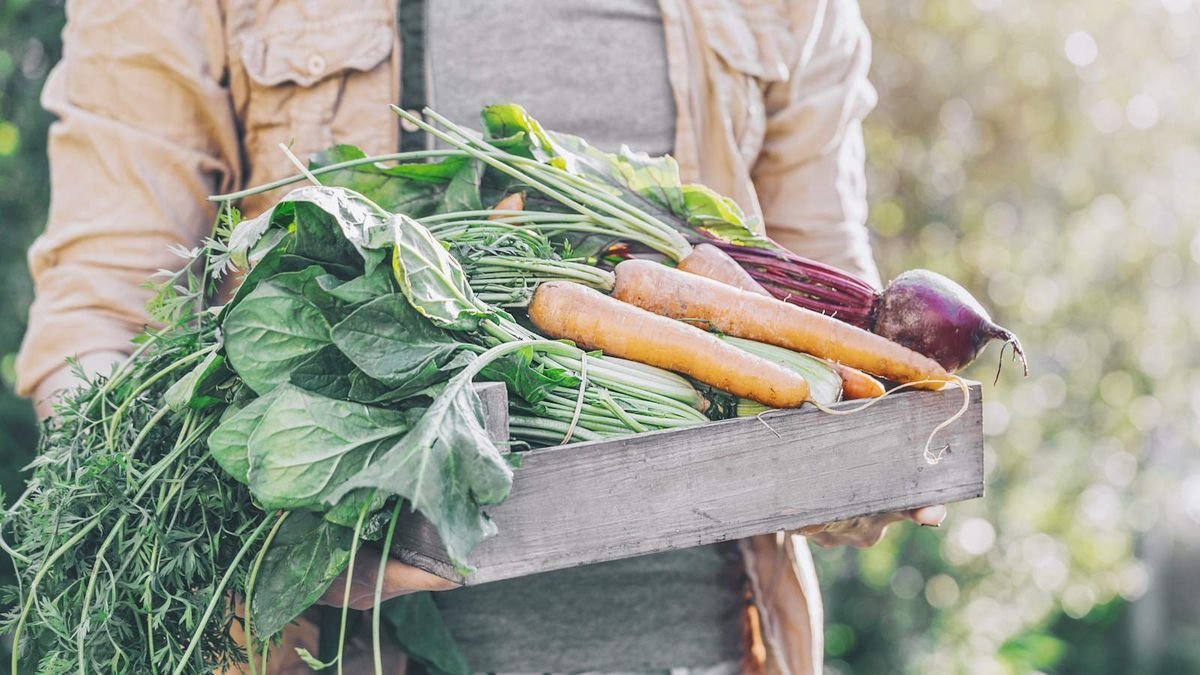 The 7 vegetables you should be planting in July 