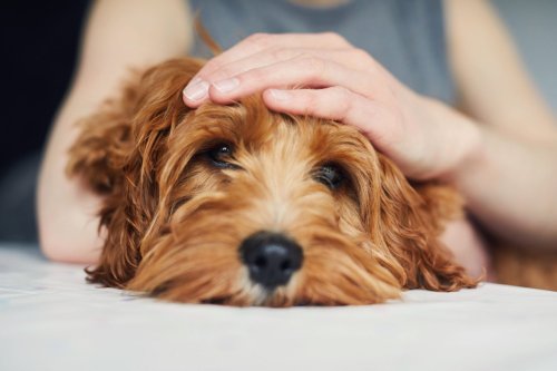 A New Study Says Playing With a Dog For Just This Long Can Reduce Your Stress
