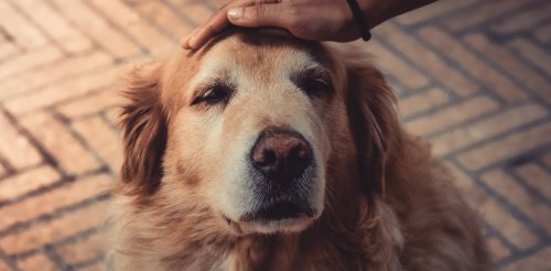 More Walks Could Help Prevent Doggie Dementia