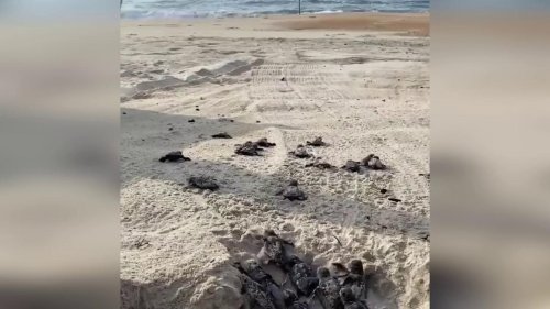 US: More Than 20 Baby Turtles Emerge From Sand And Rush To Sea At Cape Hatteras