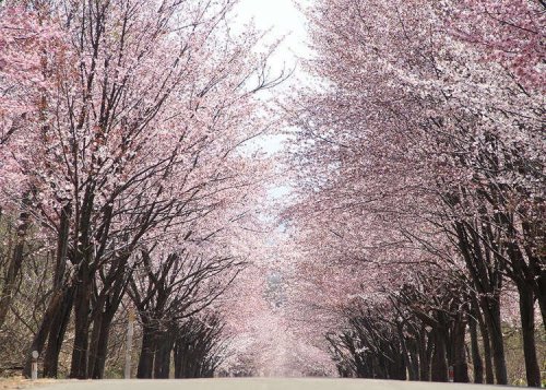 Japan's Stunning 20km Cherry Blossom Tunnel