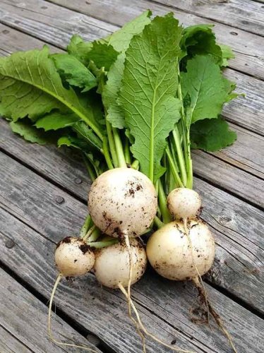 The Fastest-Growing Vegetables for Your Garden