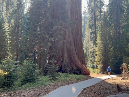 Sequoia National Park: Giant Trees, Starry Skies & Must-See Stops