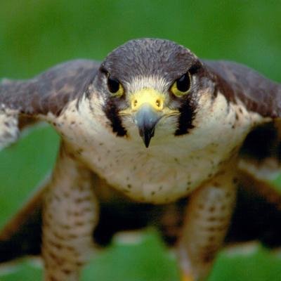 Tierische Rekorde