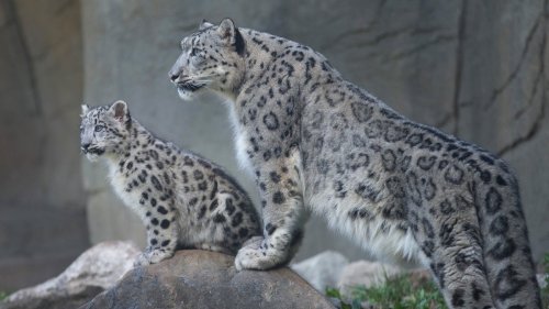 What Is Killing Nepal's Snow Leopards?