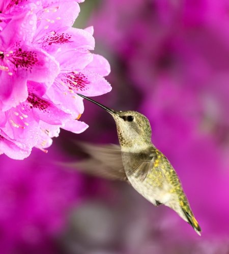 Top 10 Best Hummingbird Bushes to Grow