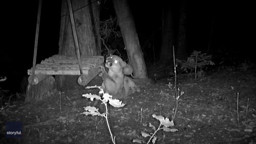 Trail Cam Captures Mountain Lion's Charming Reaction to Swing