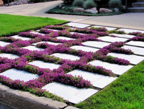 10 PERENNIAL GROUND COVERS