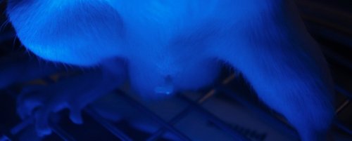 How Shining Light Into the Brain Can Switch On an Erection or Switch Off Pain