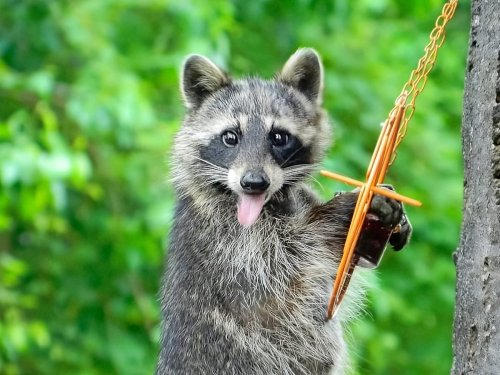 4 Ways to Raccoon-Proof Your Bird Feeder