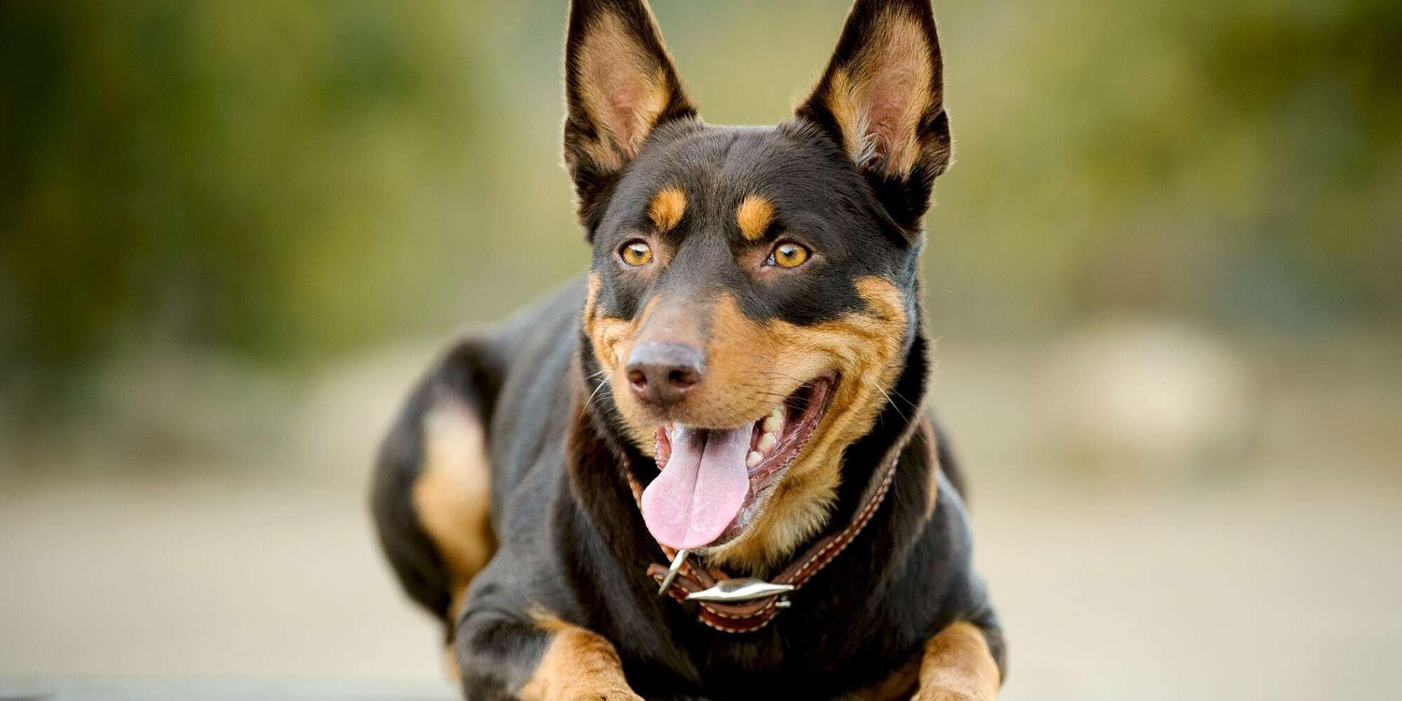 Meet the Dog Breeds From the TV Show Bluey (For Real Life)