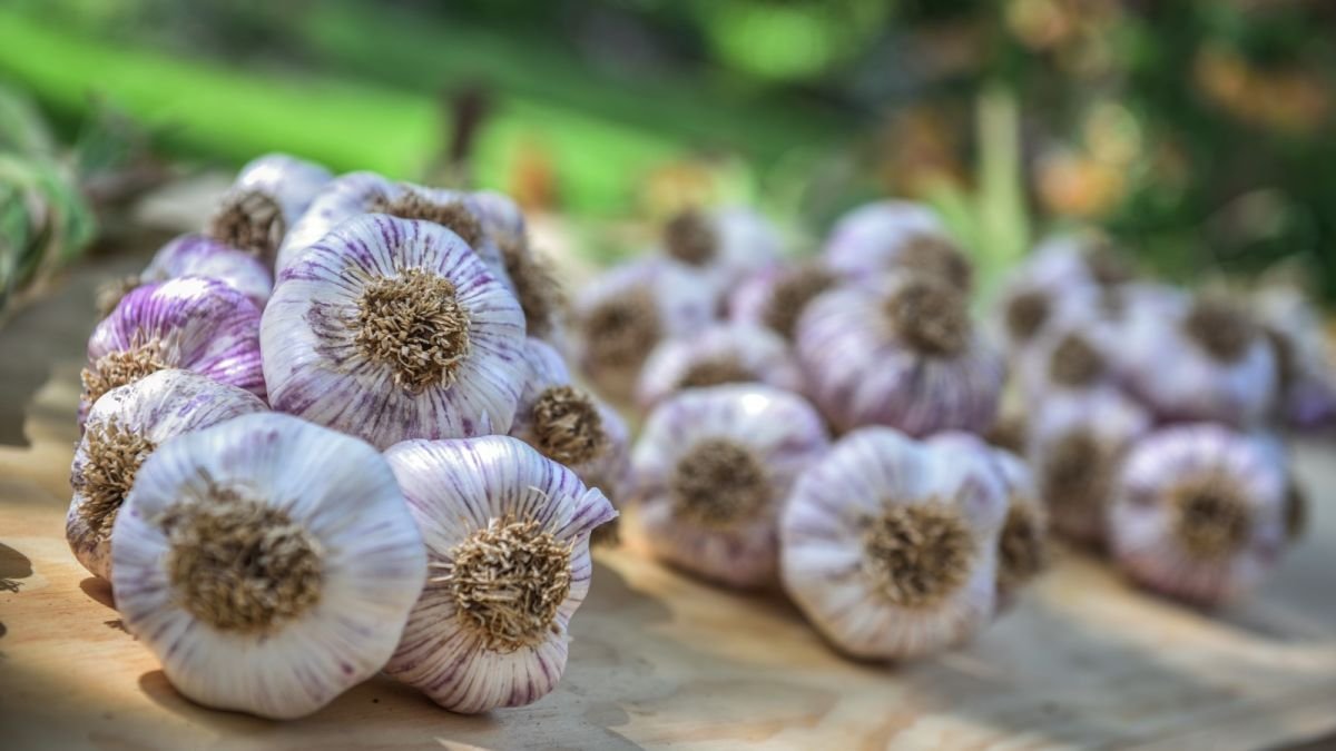 Everything to know about growing garlic 
