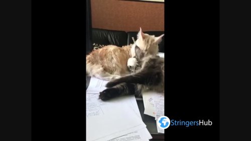 Cats Vasilisa and Baron prevent their owner from working