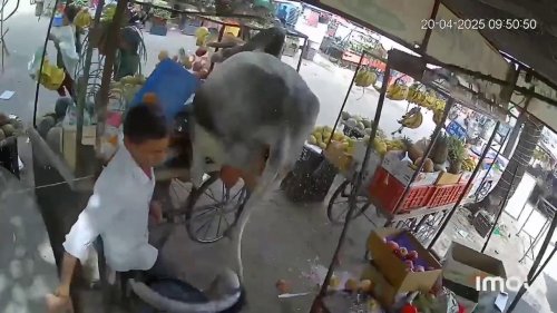 India: Spooked stray cow causes carnage as it tries to leap fruit stall