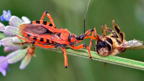 Assassin Bugs Liquefy Their Victims