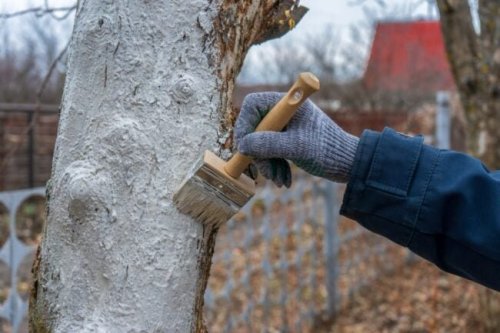 Learn Why You Should Paint Trees White and Other Winter Landscaping Tips