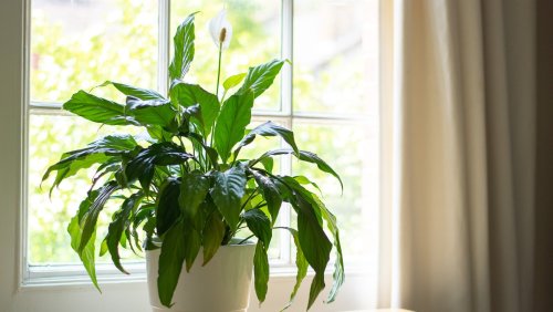 The Best Method For Watering Peace Lilies