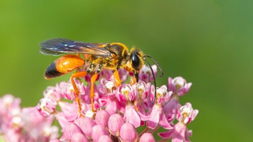 Safely deter wasps with these humane methods