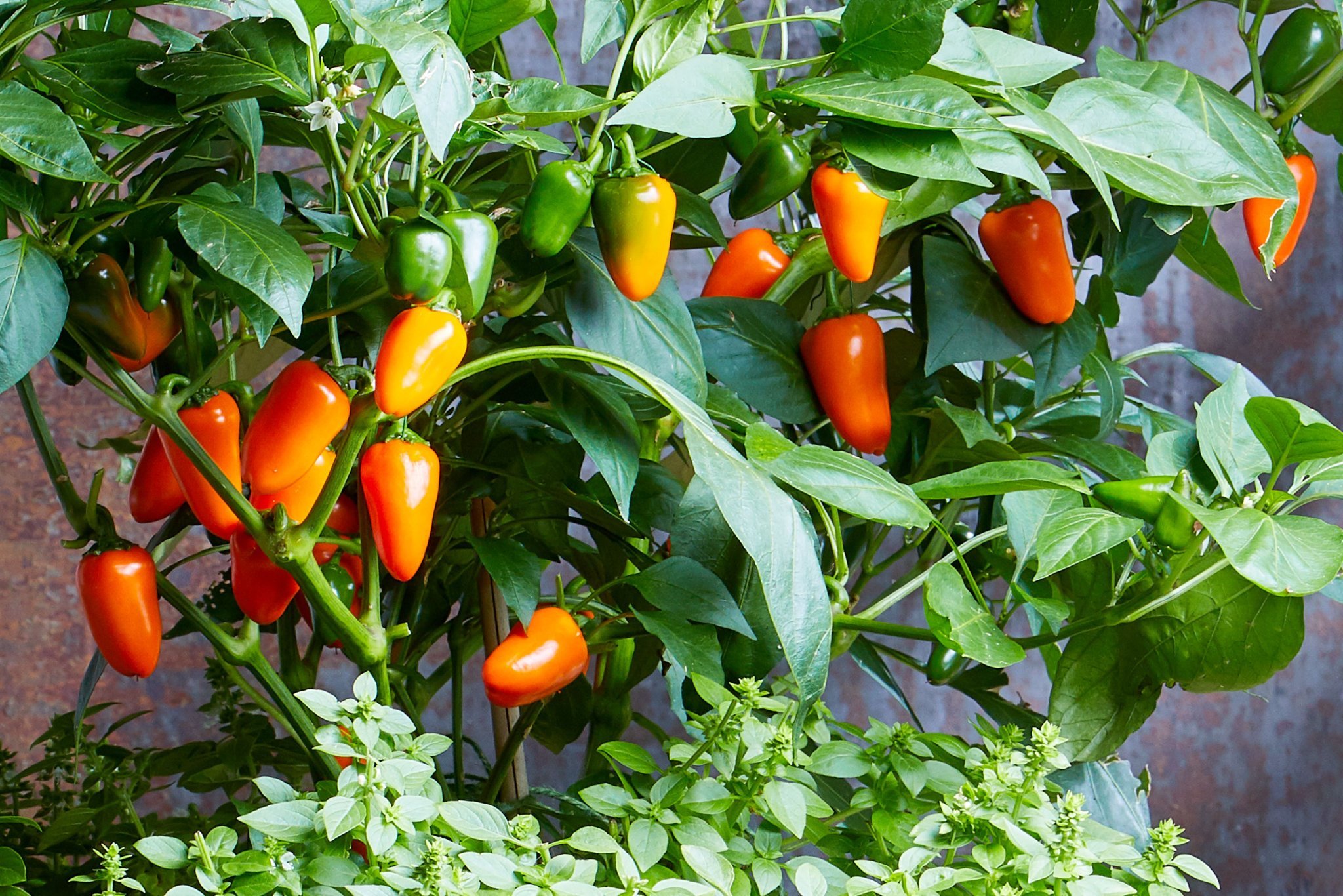 Indoor Gardening: Start Now!