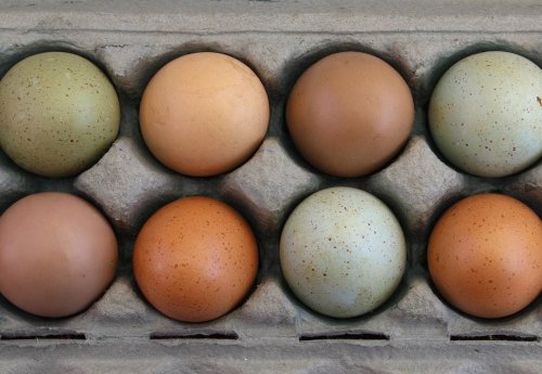 Here’s What Eating Eggs Does To Your Body