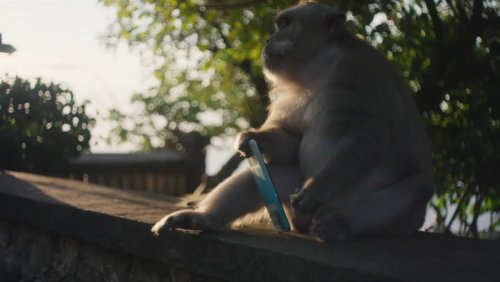 David Attenborough describes how long-tailed macaques barter with tourists by stealing phones
