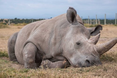 The Northern White Rhino’s Last Hope