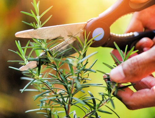 5 BENEFITS OF GROWING ROSEMARY IN YOUR HOME