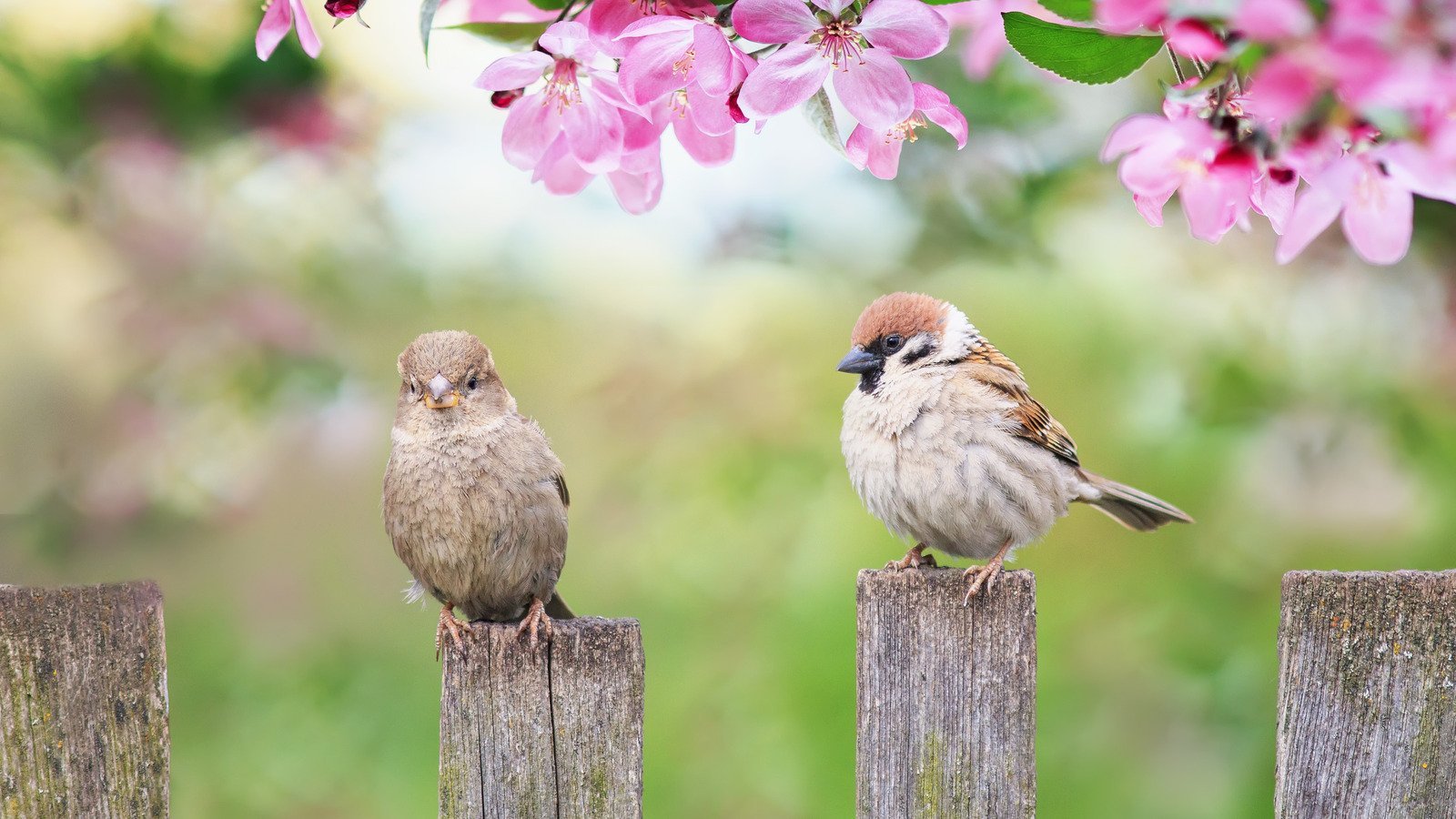 Attract More Birds To Your Yard With One Tasty Item From Your Fruit Bowl