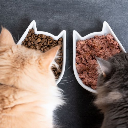When to feed your cat and how much