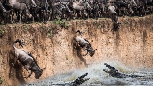 Wildebeests Take a Death Plunge Into Croc-Infested Waters