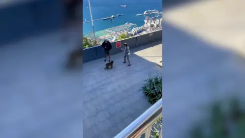Un mono descarado arrebata el bolso de turista en Gibraltar